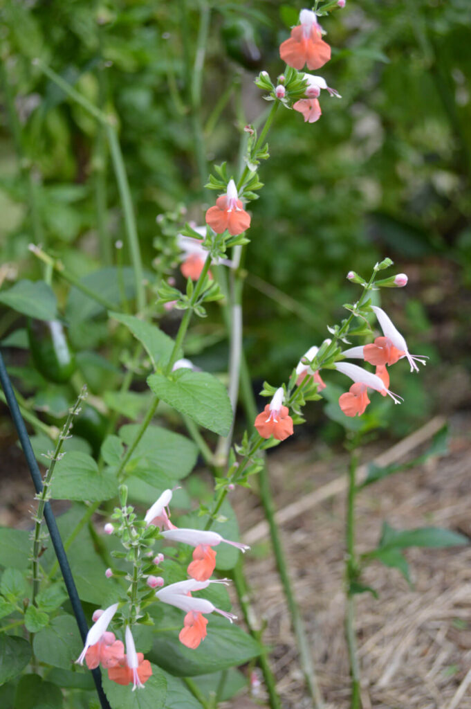 Coral Nymph - Salvia coccinea