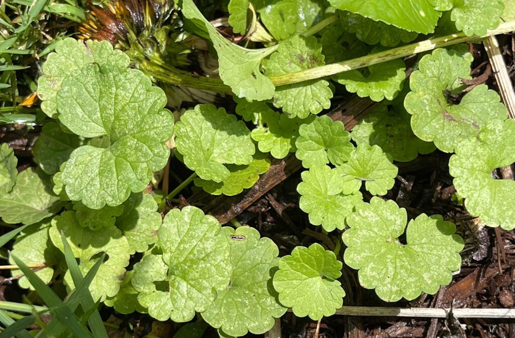 Creeping Charlie also known as ground ivy