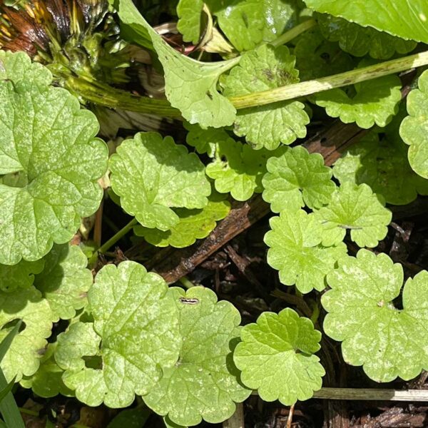 Creeping Charlie also known as ground ivy