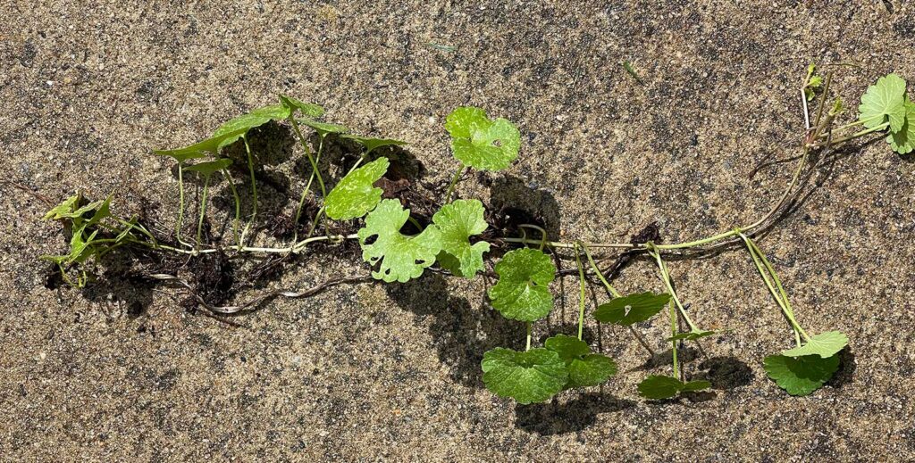 Stolon of creeping Charlie showing roots and scalloped leaves