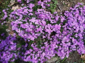 Creeping phlox