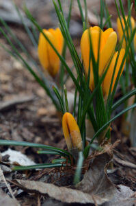 Yellow crocus