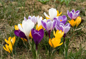 Multi-colored crocus