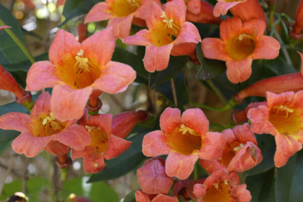 Crossvine flowers