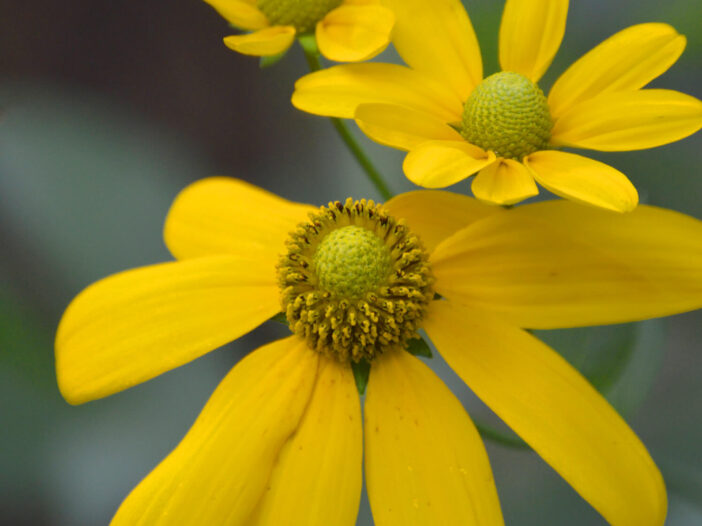 Cutleaf Coneflower