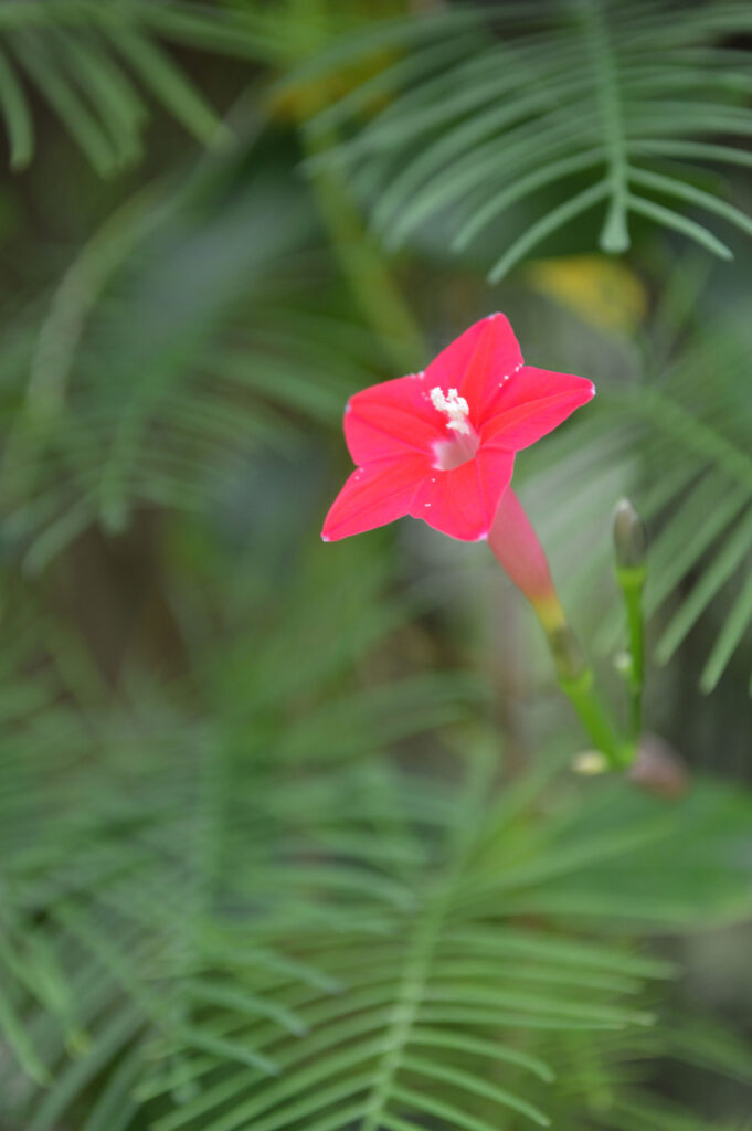 Cypress vine (Ipomoea quamoclit)