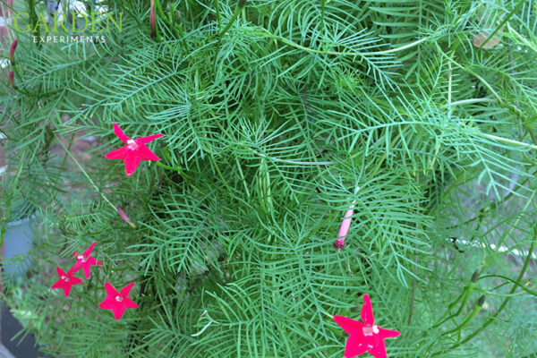 Cypress Vine