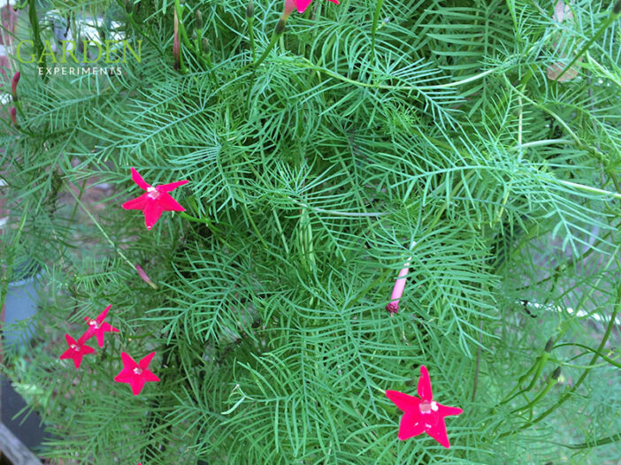 Cypress Vine