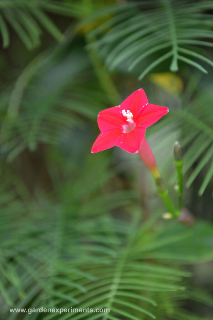 Cypress vine