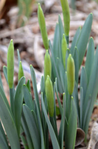 Daffodils