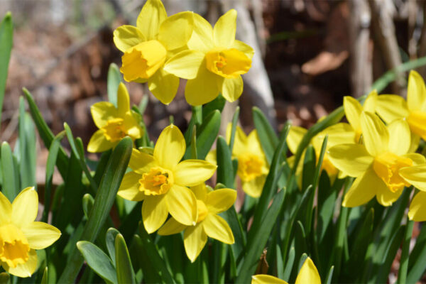 Daffodils