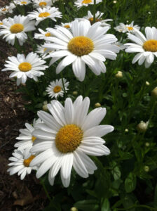 Daisies