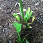 Hosta eaten by deer