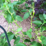 Pepper plants eaten by deer