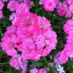 Pink dianthus