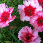 Dianthus with pink and red center