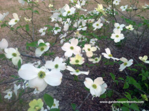 Flowering dogwood