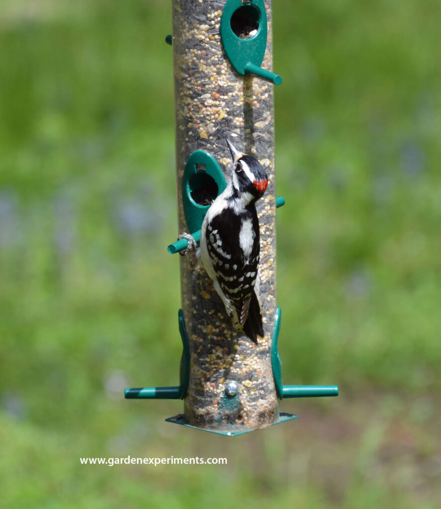 Downy Woodpecker