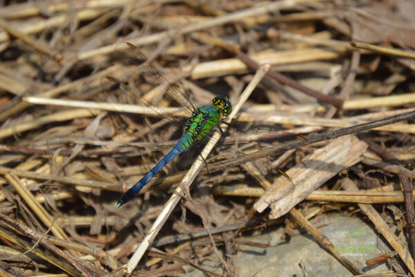 Common Green Darner Dragonfly (Anax junius)