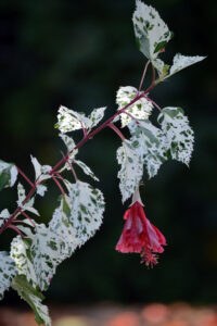 Variegated hibiscus plant with red flower