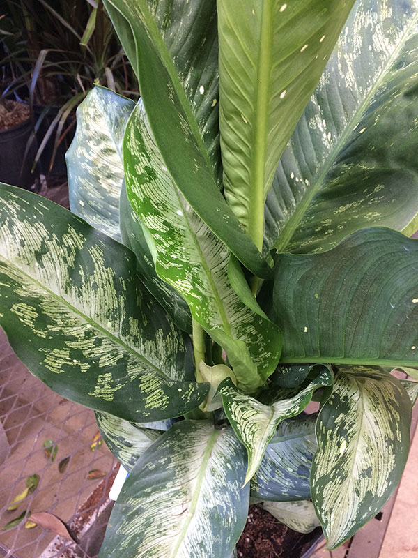 Dumb cane