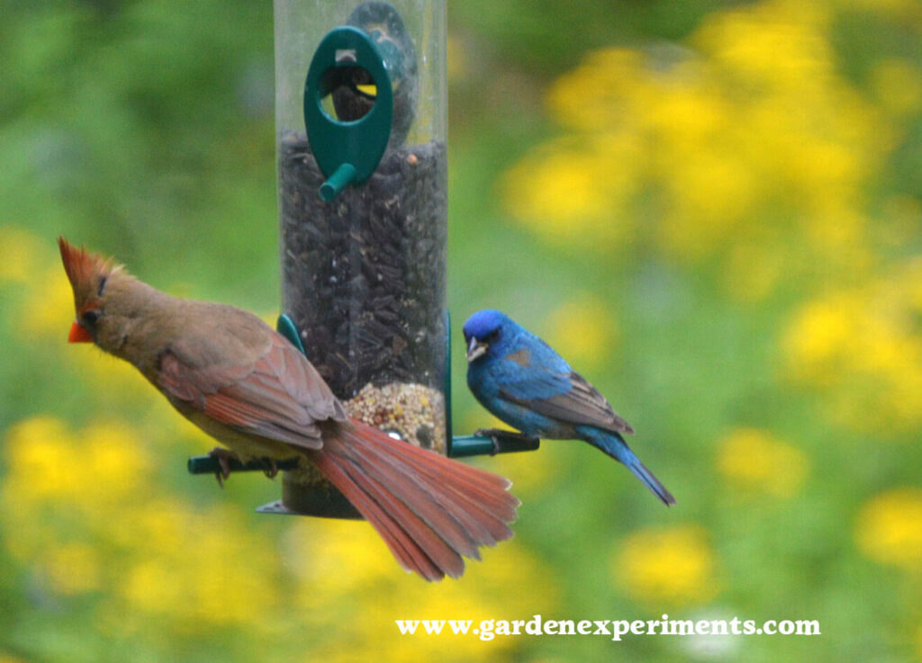 Female cardinal and male indigo bunting on the Duncraft Original Tube Feeder