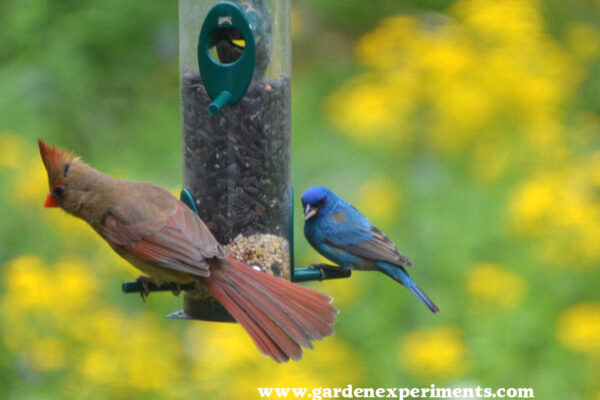 Female cardinal and male indigo bunting on the Duncraft Original Tube Feeder