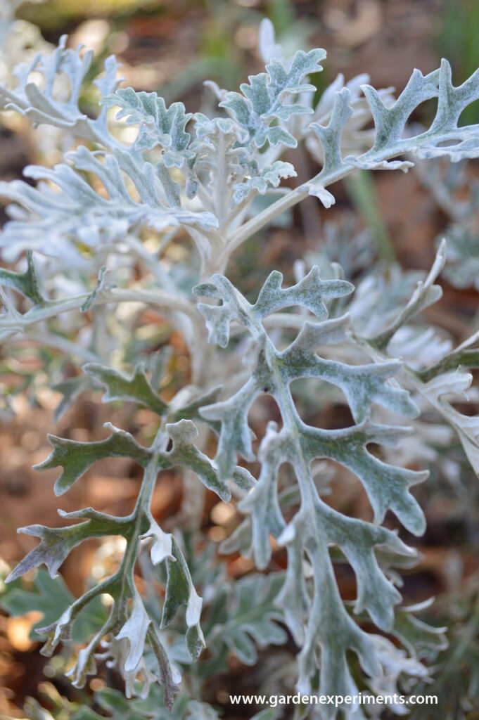 Dusty Miller