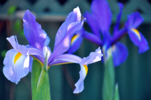 Dutch iris