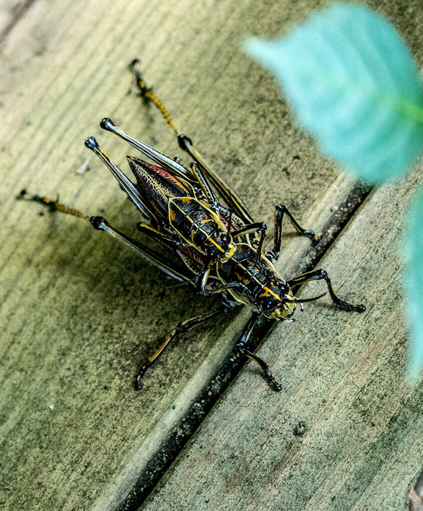 Adult eastern lubbergrasshopers