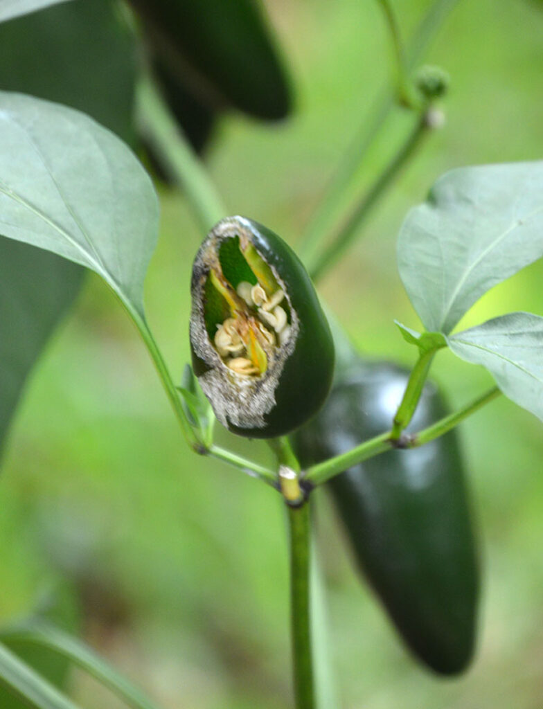 The chewed up jalapeño pepper