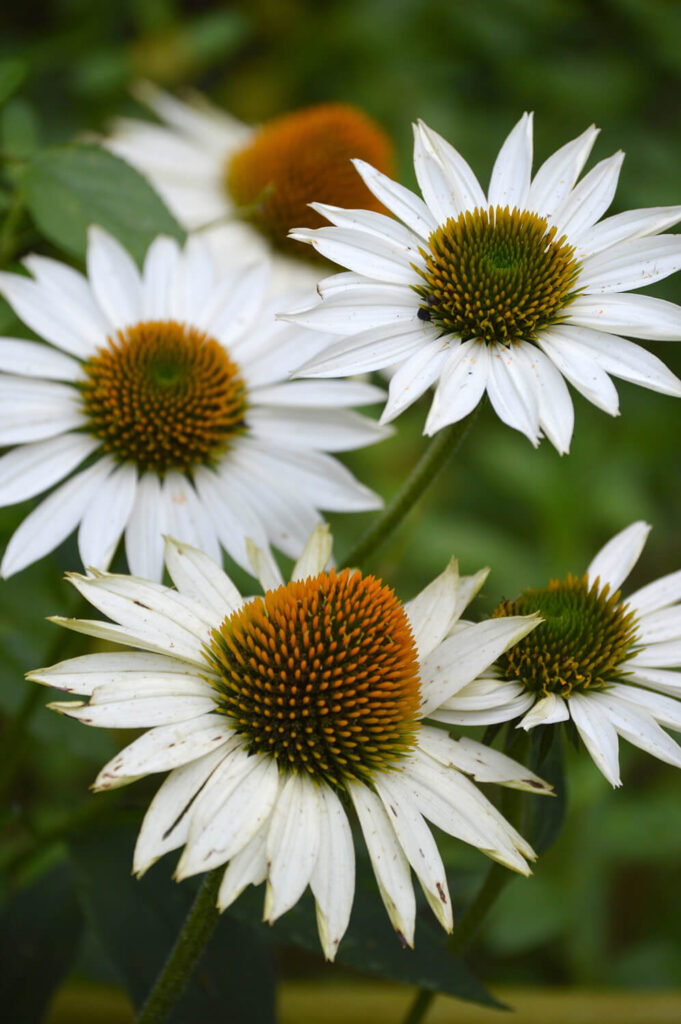 White Echinacea