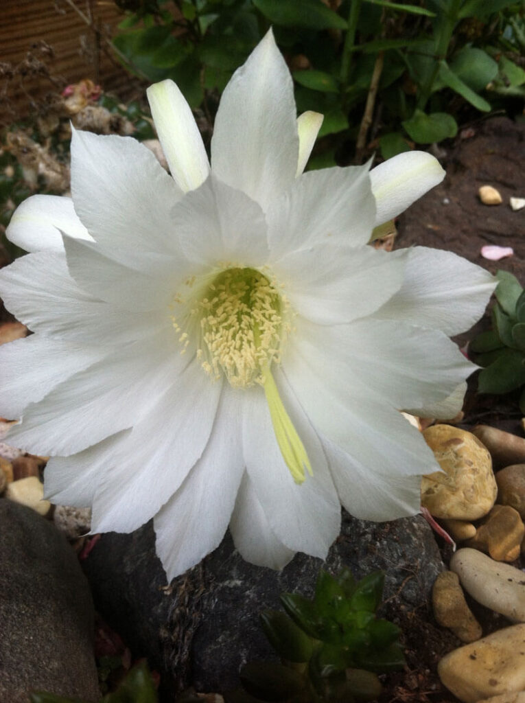 Echinopsis subdenudata