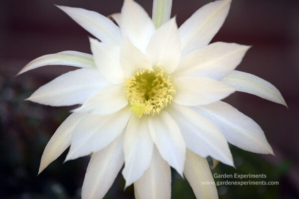 Echinopsis subdenudata bloom