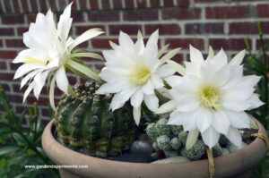 Echinopsis subdenudata cactus