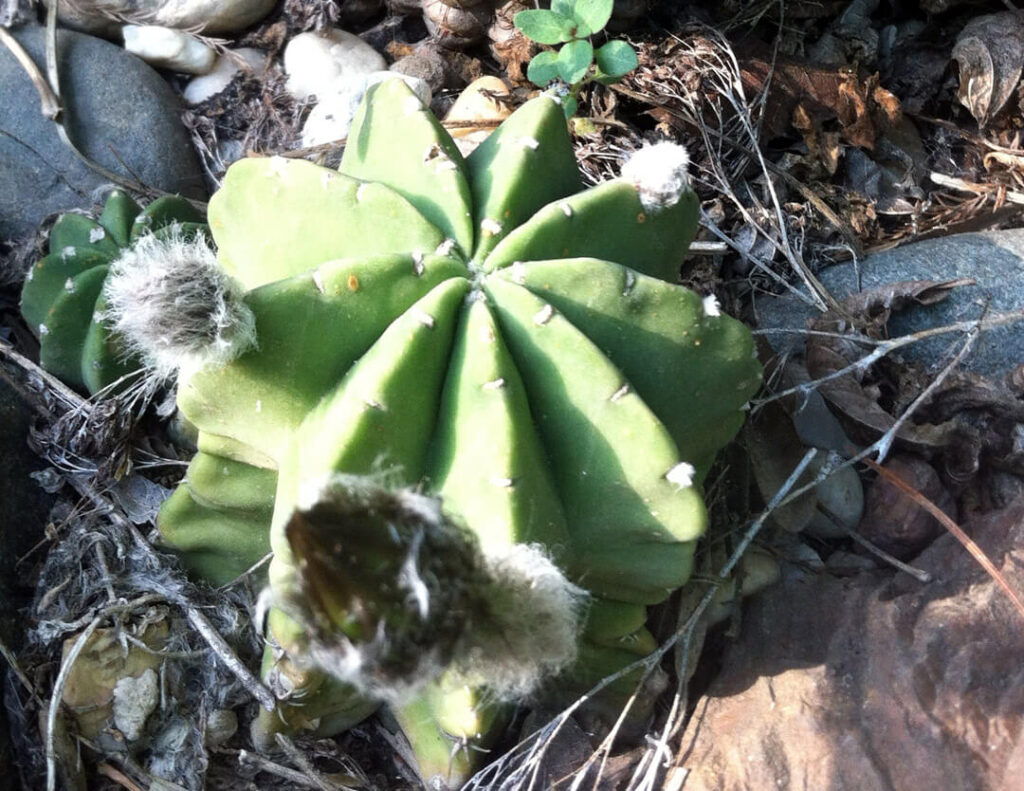 Echinopsis subdenudata