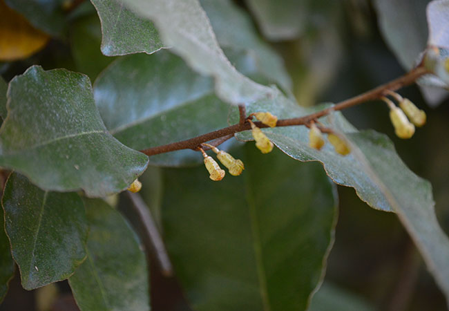 Eleagnus shrubs flower in spring, summer, and fall, producing a lovely scent