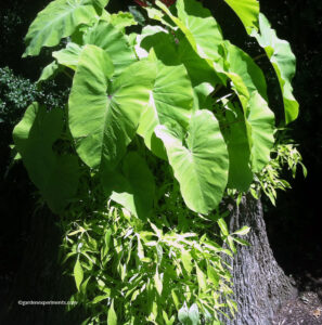 Elephant ears with green sweet potato vine