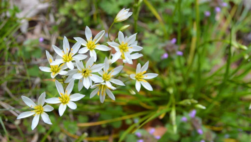 False Garlic - Nothoscordum bivalve