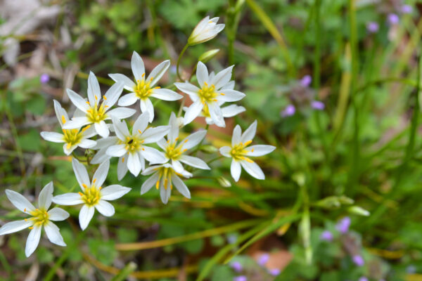 False Garlic - Nothoscordum bivalve