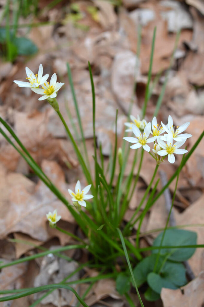 False Garlic