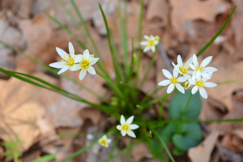 False Garlic