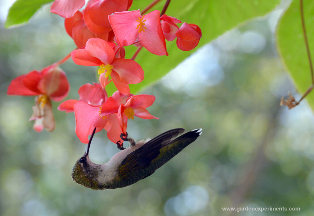 Juvenile Male Hummingbird feeding on angel wing begonia