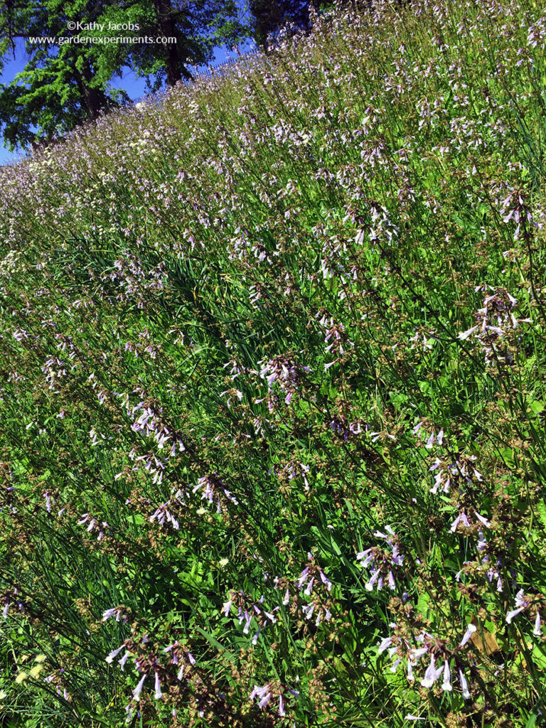 Lyreleaf sage plants covering a hillside