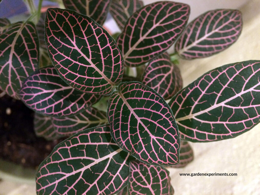 Fittonia - Nerve Plant