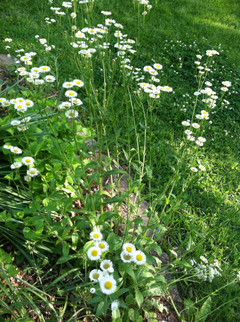 Philadelphia Fleabane Plant