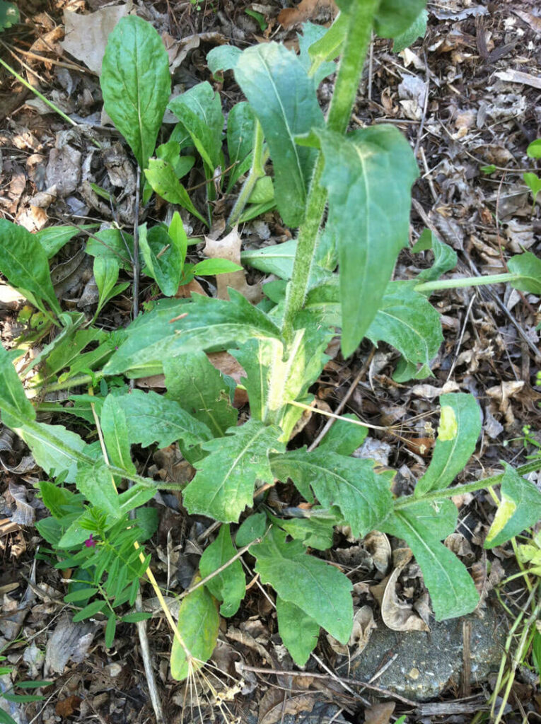 Philadelphia Fleabane Leaves