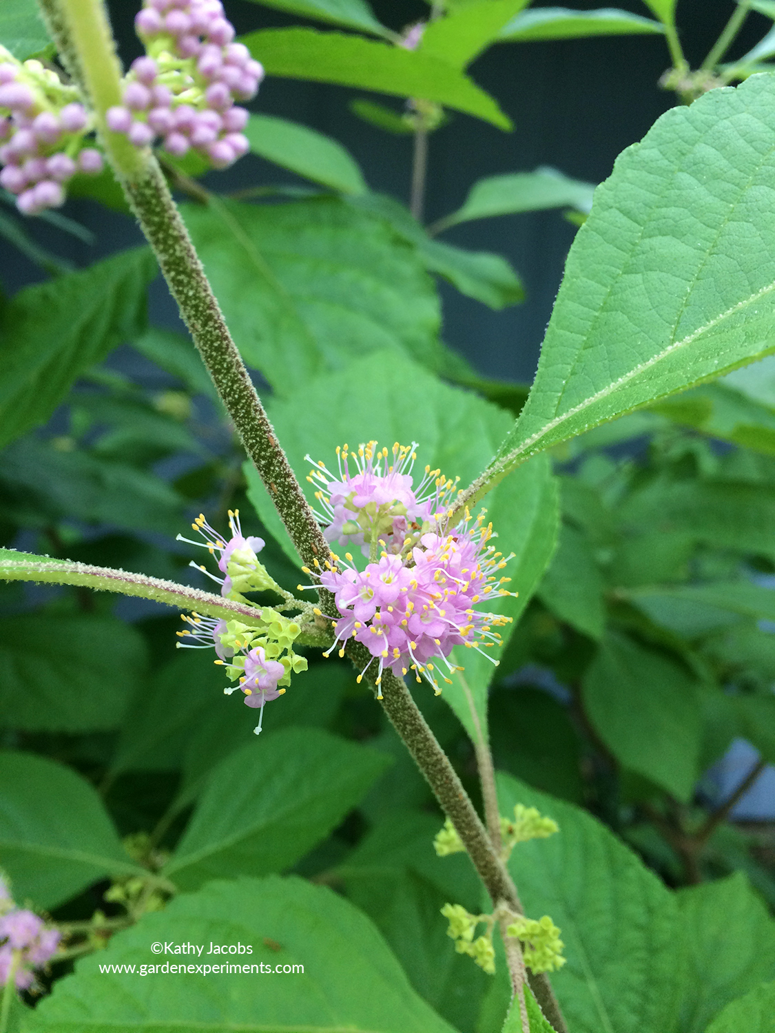 Beautyberry flowers (Callicarpa americana)