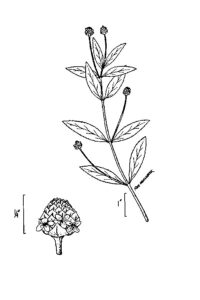 USDA-NRCS PLANTS Database / USDA NRCS. Wetland flora: Field office illustrated guide to plant species. USDA Natural Resources Conservation Service.