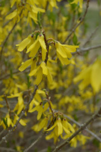 Forsythia flowers